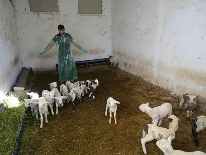 Kastamonu Üniversitesi’nden Bölgede Çığır Açan Koyun Yetiştiriciliği Projesi