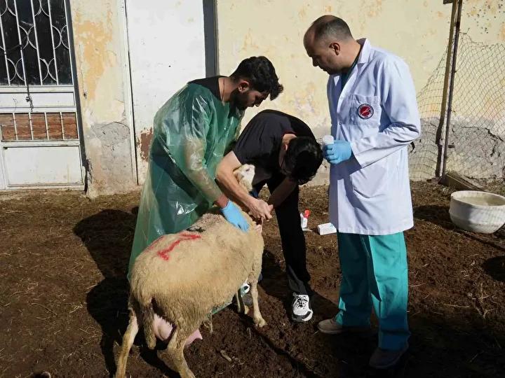 Kastamonu Üniversitesi’nden Bölgede Çığır Açan Koyun Yetiştiriciliği Projesi