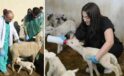 Kastamonu Üniversitesi’nden Bölgede Çığır Açan Koyun Yetiştiriciliği Projesi