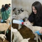 Kastamonu Universitesinden Bolgede Cigir Acan Koyun Yetistiriciligi Projesi