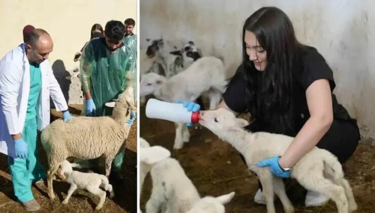 Kastamonu Üniversitesi’nden Bölgede Çığır Açan Koyun Yetiştiriciliği Projesi