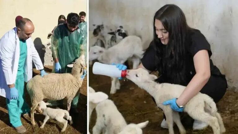 Kastamonu Universitesinden Bolgede Cigir Acan Koyun Yetistiriciligi Projesi