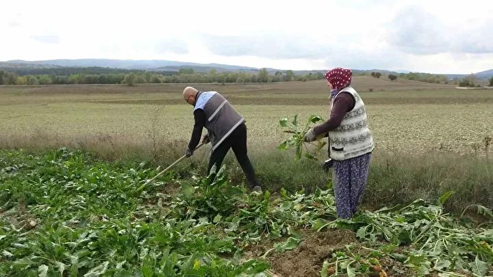 Kastamonu’da Pancar Hasadı ve Verimlilik Yükselişi 2 Pancar Üretiminde Başarı Hikayesi: Seydiler’den Bir Örnek