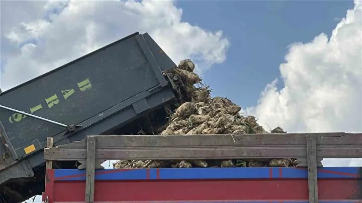 Kastamonu’da Pancar Hasadı ve Verimlilik Yükselişi 5 Kastamonu’da Pancar Hasadı ve Verimlilik Yükselişi