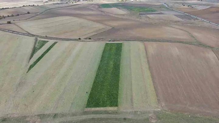 Kastamonu’da Pancar Hasadı ve Verimlilik Yükselişi 6 Kastamonu’da Pancar Hasadı ve Verimlilik Yükselişi