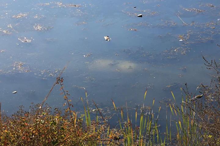 Başka Detaylar ve İnceleme Süreci