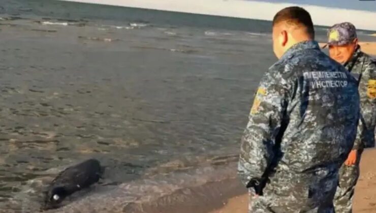 Kazakistan Hazar Denizi’nde Ölü Foklar Şaşırttı: Nedenleri Araştırılıyor