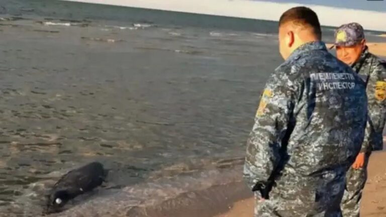 Kazakistan Hazar Denizi8217nde Olu Foklar Sasirtti Nedenleri Arastiriliyor