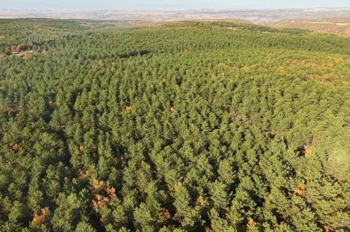 Kömür Üretiminin Zorlu ve Geleneksel Hikayesi: Sulakyurt'taki Ailelerin Çabası
