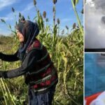 Kucuk Ciftcinin Dogal Seker Kamisi Pekmezi Seruveni