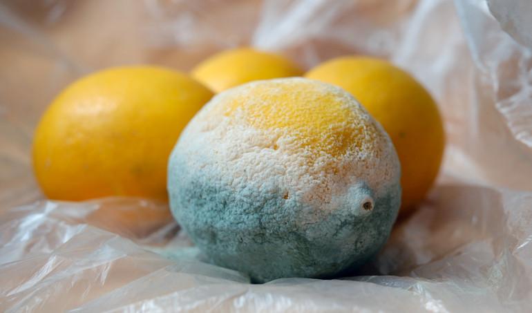 Sağlığımızı Tehdit Eden Küf Türleri ve Riskleri