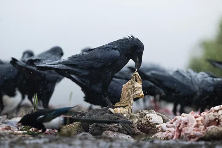 Lescil Kus Gozlem ve Fotografcilik Noktasi Rehberi 11 Lescil Kus Gozlem ve Fotografcilik Noktasi Rehberi