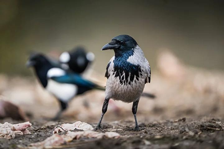 Lescil Kus Gozlem ve Fotografcilik Noktasi Rehberi 12 Lescil Kus Gozlem ve Fotografcilik Noktasi Rehberi