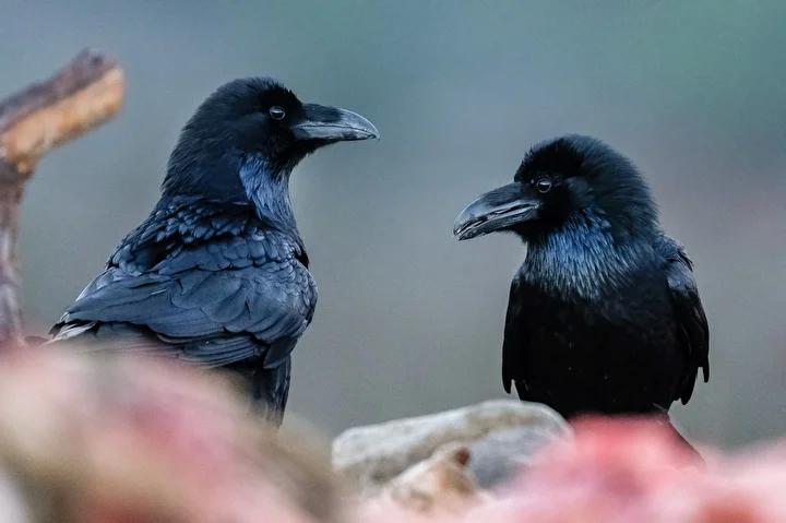 Lescil Kus Gozlem ve Fotografcilik Noktasi Rehberi 13 Lescil Kus Gozlem ve Fotografcilik Noktasi Rehberi