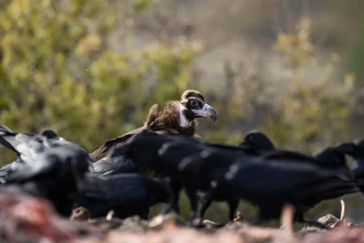 Lescil Kus Gozlem ve Fotografcilik Noktasi Rehberi 14 Lescil Kus Gozlem ve Fotografcilik Noktasi Rehberi