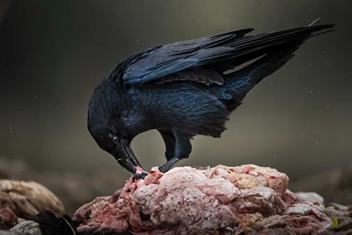 Lescil Kus Gozlem ve Fotografcilik Noktasi Rehberi 15 Lescil Kus Gozlem ve Fotografcilik Noktasi Rehberi