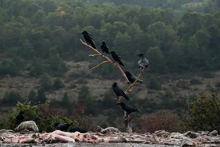 Lescil Kus Gozlem ve Fotografcilik Noktasi Rehberi 6 Lescil Kus Gozlem ve Fotografcilik Noktasi Rehberi