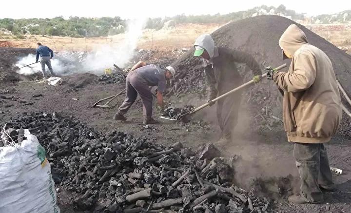 Mersinin Mese Komuru Uretiminde Yuzyillik Gelenek ve Zorluklar