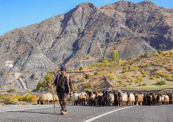 Mevsim Gecisiyle Goc Yolu Hikayeleri ve Zorluklar Mevsim Gecisiyle Goc Yolu Hikayeleri ve Zorluklar
