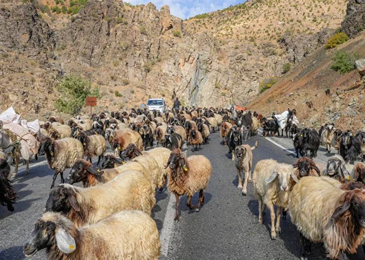 Mevsim Gecisiyle Goc Yolu Hikayeleri ve Zorluklar Mevsim Gecisiyle Goc Yolu Hikayeleri ve Zorluklar