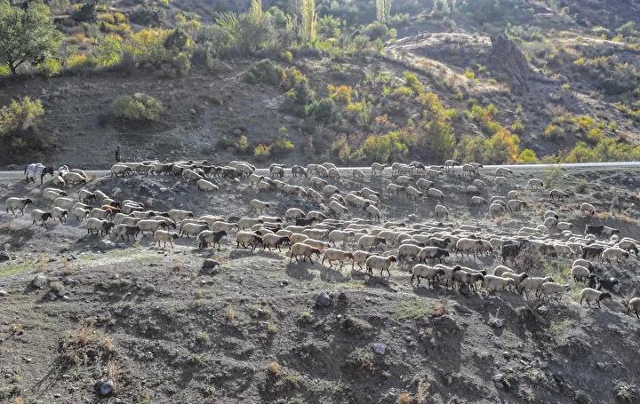 Mevsim Gecisiyle Goc Yolu Hikayeleri ve Zorluklar Mevsim Gecisiyle Goc Yolu Hikayeleri ve Zorluklar