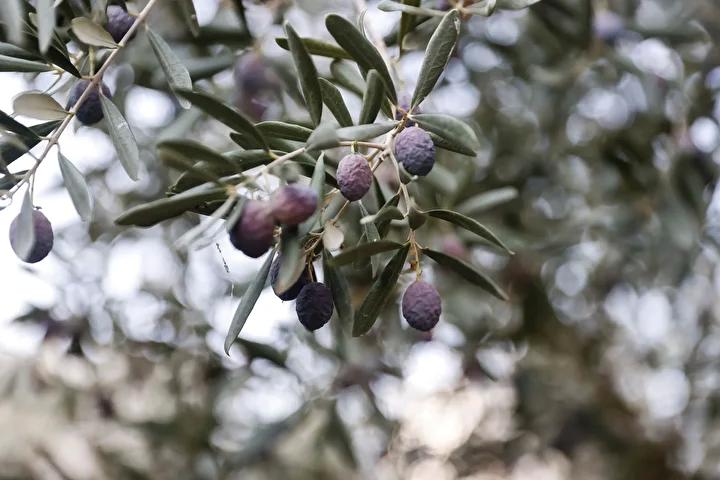 Uzmanlardan Zeytin Bahcesinde Bakim ve Hasat Sureci Hakkinda Bilgi