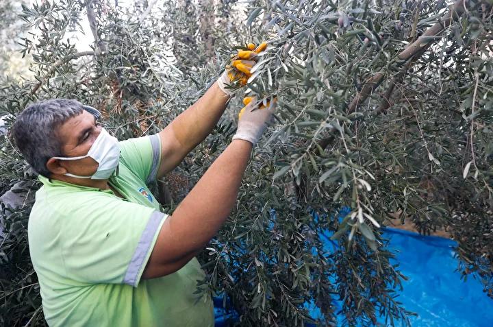 Uzmanlardan Zeytin Bahcesinde Bakim ve Hasat Sureci Hakkinda Bilgi