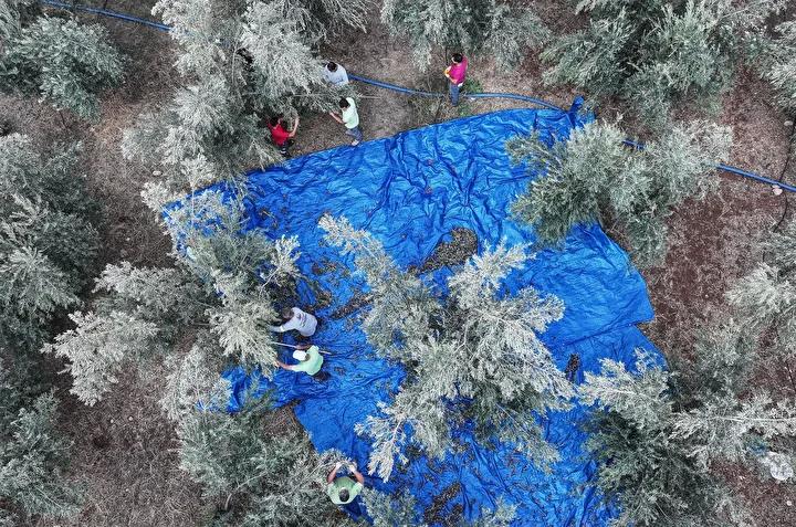 Mezitlide Zeytin Hasadi ve Sosyal Sorumluluk Projesi Basladi