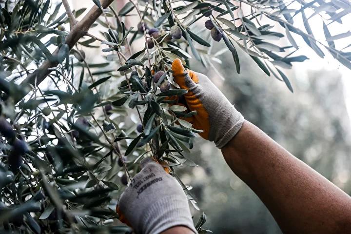 Mezitlide Zeytin Hasadi ve Sosyal Sorumluluk Projesi Basladi