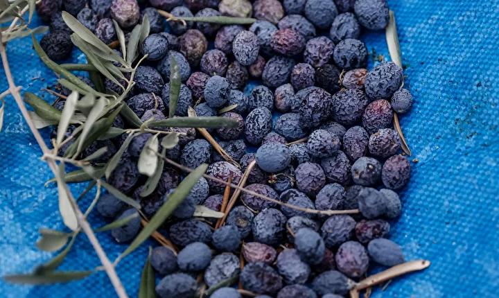 Mezitlide Zeytin Hasadi ve Sosyal Sorumluluk Projesi Basladi