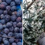 Mezitli8217de Zeytin Hasadi ve Sosyal Sorumluluk Projesi Basladi