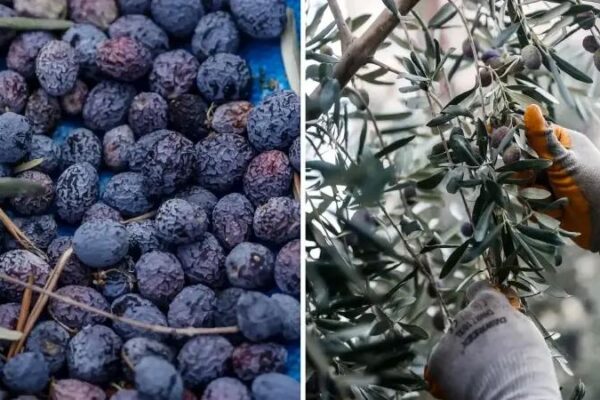 Mezitli’de Zeytin Hasadı ve Sosyal Sorumluluk Projesi Başladı