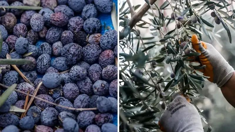 Mezitli’de Zeytin Hasadı ve Sosyal Sorumluluk Projesi Başladı