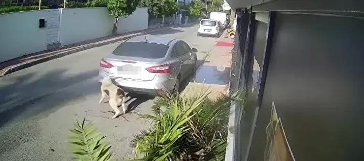 Mustafa K8217nin Kopek Silahiyla Yaraladigi Davada Carpici Detaylar Mustafa Knin Kopek Silahiyla Yaraladigi Davada Carpici Detaylar