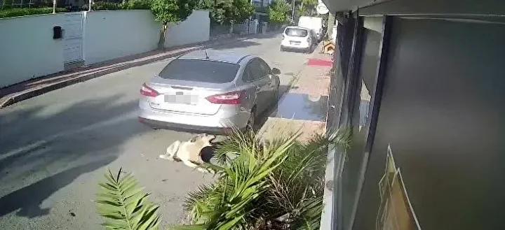 Mustafa K8217nin Kopek Silahiyla Yaraladigi Davada Carpici Detaylar Mustafa Knin Kopek Silahiyla Yaraladigi Davada Carpici Detaylar