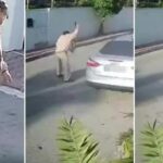 Mustafa K8217nin Kopek Silahiyla Yaraladigi Davada Carpici Detaylar