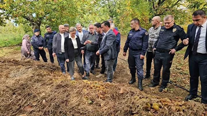 Kestane Hasadındaki Zorluklar ve Geleneksel İşlem