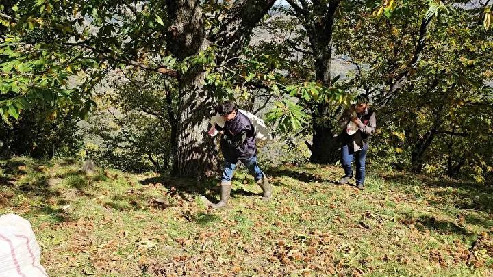 Nazilli'de Kestane Hasadı Coşkusu ve Protokol Desteğiyle Zor Günler Aşılıyor