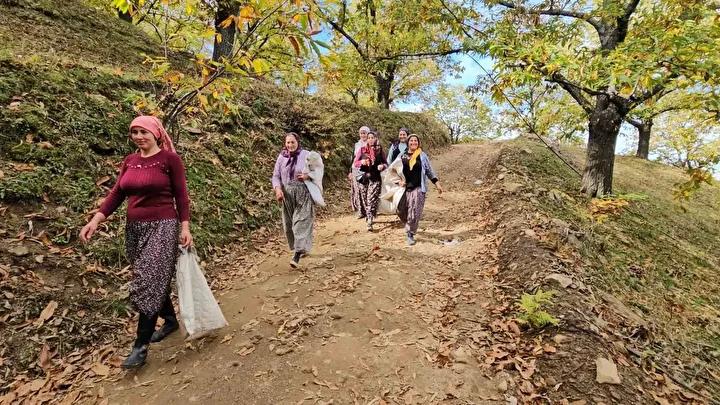 Nazilli'de Kestane Hasadı Coşkusu ve Protokol Desteğiyle Zor Günler Aşılıyor