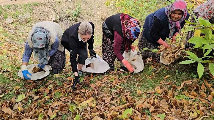 Nazilli'de Kestane Hasadı Coşkusu ve Protokol Desteğiyle Zor Günler Aşılıyor