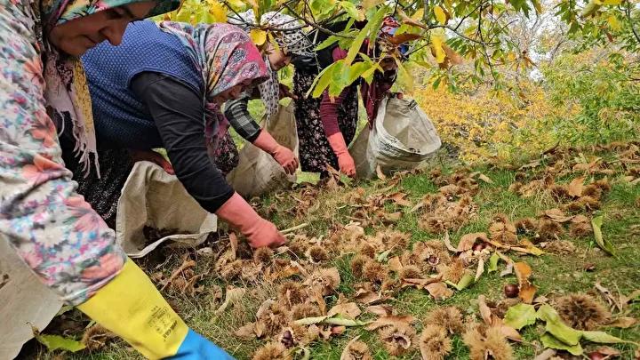 Nazilli'de Kestane Hasadı Coşkusu ve Protokol Desteğiyle Zor Günler Aşılıyor