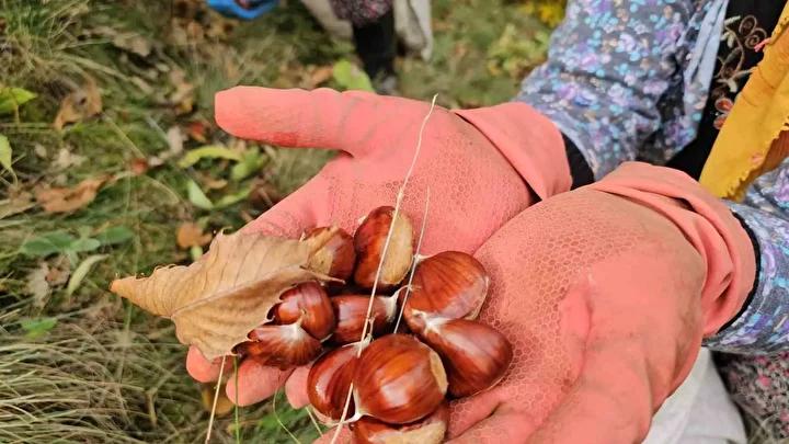 Nazilli'de Kestane Hasadı Coşkusu ve Protokol Desteğiyle Zor Günler Aşılıyor