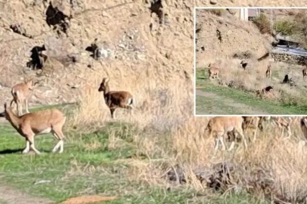 Olur İlçesinin Doğal Zenginliği: Ormanağzı Mahallesi’nde Dağ Keçisi Gözlemi