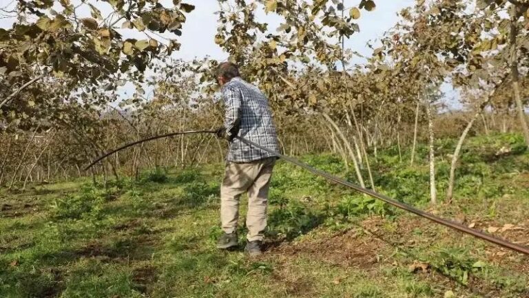 ORTAR AS ile Findikta Verim Artisinda Yenilikci Tarim Uygulamalari