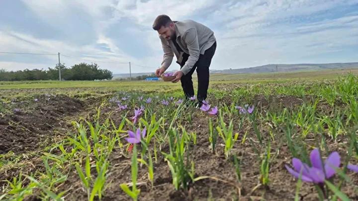 Safran Hasadı ve Piyasa Değeriyle Çekim Merkezi Olmaya Devam Ediyor 1 Safran Hasadı ve Piyasa Değeriyle Çekim Merkezi Olmaya Devam Ediyor