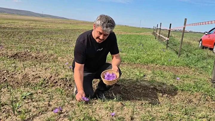 Safran Hasadı ve Piyasa Değeriyle Çekim Merkezi Olmaya Devam Ediyor 2 Safran Hasadı ve Piyasa Değeriyle Çekim Merkezi Olmaya Devam Ediyor