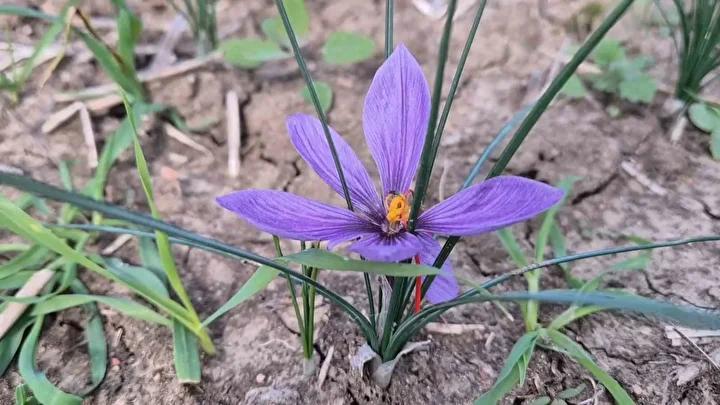 Safran Hasadı ve Piyasa Değeriyle Çekim Merkezi Olmaya Devam Ediyor 3 Safran Hasadı ve Piyasa Değeriyle Çekim Merkezi Olmaya Devam Ediyor