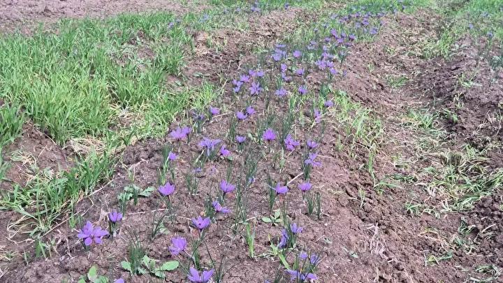 Safran Hasadı ve Piyasa Değeriyle Çekim Merkezi Olmaya Devam Ediyor 4 Safran Hasadı ve Piyasa Değeriyle Çekim Merkezi Olmaya Devam Ediyor