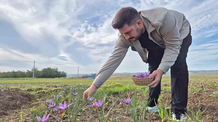 Safran Hasadı ve Piyasa Değeriyle Çekim Merkezi Olmaya Devam Ediyor 6 Safran Hasadı ve Piyasa Değeriyle Çekim Merkezi Olmaya Devam Ediyor