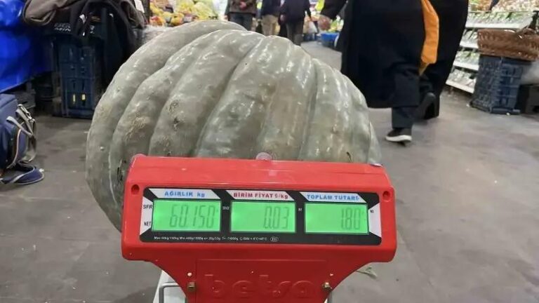 Sivas8217ta Essiz Dev Bal Kabagi Gorucuye Cikti